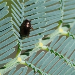 Alticini (tribe) (Unidentified flea beetle) at Bandiana, VIC - 6 Sep 2025 by KylieWaldon