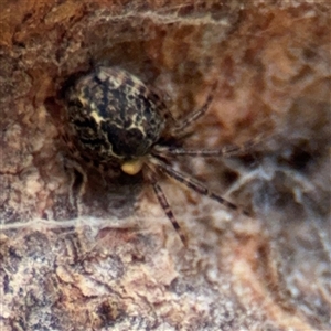 Cryptachaea veruculata (Diamondback comb-footed spider) at Amaroo, ACT - 7 Sep 2025 by Hejor1