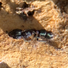 Rhytidoponera sp. (genus) (Rhytidoponera ant) at Amaroo, ACT - 7 Sep 2025 by Hejor1