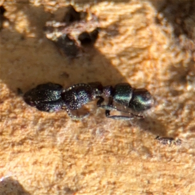 Rhytidoponera sp. (genus) (Rhytidoponera ant) at Amaroo, ACT - 7 Sep 2025 by Hejor1