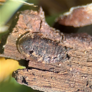 Laxta sp. (genus) (Bark cockroach) at Amaroo, ACT - 7 Sep 2025 by Hejor1