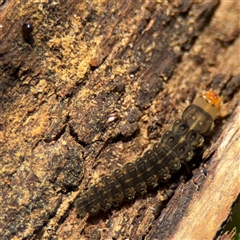 Lepidoptera unclassified IMMATURE (caterpillar or pupa or cocoon) at Amaroo, ACT - 7 Sep 2025 by Hejor1