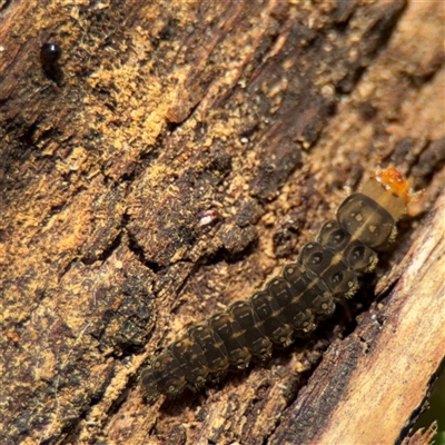 Lepidoptera unclassified IMMATURE (caterpillar or pupa or cocoon) at Amaroo, ACT - 7 Sep 2025 by Hejor1
