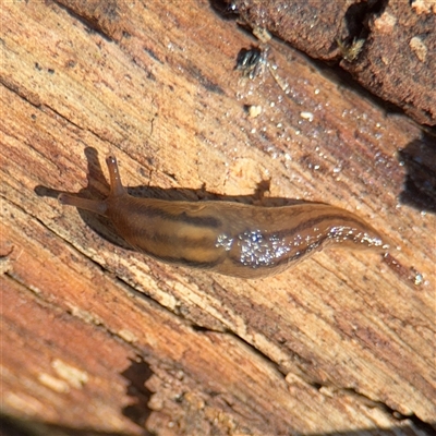 Ambigolimax sp. (valentius and waterstoni) (Striped Field Slug) at Amaroo, ACT - 7 Sep 2025 by Hejor1