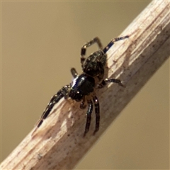 Artoria sp. (genus) at Amaroo, ACT - 7 Sep 2025 by Hejor1