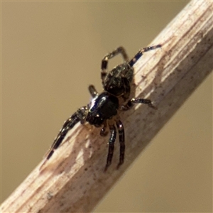 Artoria sp. (genus) at Amaroo, ACT - 7 Sep 2025 by Hejor1