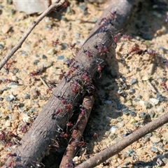 Iridomyrmex purpureus (Meat Ant) at Bandiana, VIC - 6 Sep 2025 by KylieWaldon