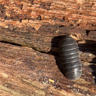Armadillidium vulgare (Slater bug, woodlouse, pill bug, roley poley) at Amaroo, ACT - 7 Sep 2025 by Hejor1