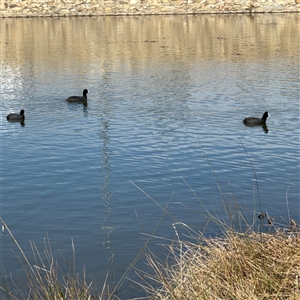 Fulica atra (Eurasian Coot) at Amaroo, ACT - 7 Sep 2025 by Hejor1