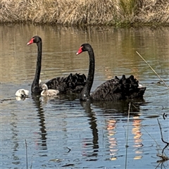 Cygnus atratus (Black Swan) at Amaroo, ACT - 7 Sep 2025 by Hejor1