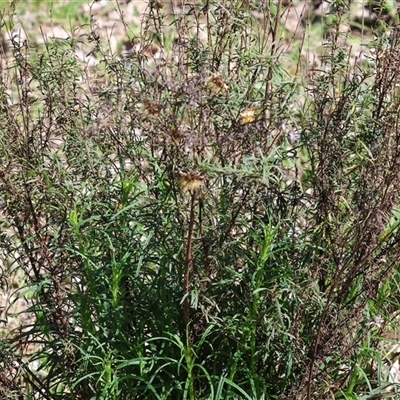 Xerochrysum viscosum at Bandiana, VIC - 6 Sep 2025 by KylieWaldon