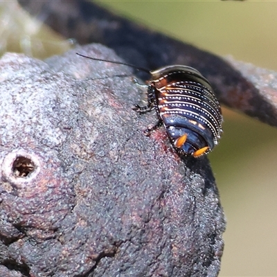 Ellipsidion australe (Austral Ellipsidion cockroach) at Bandiana, VIC - 6 Sep 2025 by KylieWaldon