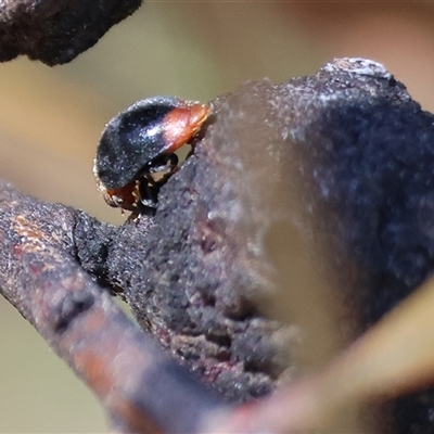 Cryptolaemus montrouzieri (Mealybug ladybird) at Bandiana, VIC - 6 Sep 2025 by KylieWaldon