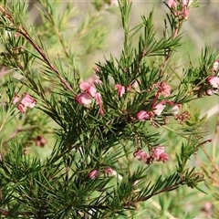Grevillea (genus) at Bandiana, VIC - 6 Sep 2025 by KylieWaldon