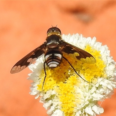 Balaana sp. (genus) (Bee Fly) at Birdsville, QLD - 21 Aug 2025 by HelenCross