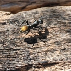 Camponotus aeneopilosus (A Golden-tailed sugar ant) at Bandiana, VIC - 6 Sep 2025 by KylieWaldon