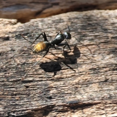 Camponotus aeneopilosus (A Golden-tailed sugar ant) at Bandiana, VIC - 6 Sep 2025 by KylieWaldon