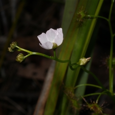 Drosera peltata at Gherang, VIC - 4 Sep 2025 by WendyEM