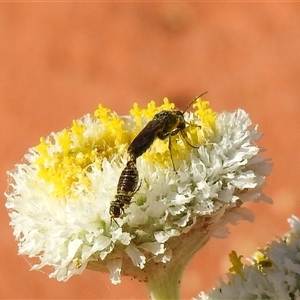 Unverified Flower Wasps (Scoliidae, Thynnidae or Tiphiidae) at Birdsville, QLD - 21 Aug 2025 by HelenCross