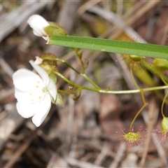 Drosera peltata at Gherang, VIC - 4 Sep 2025 by WendyEM