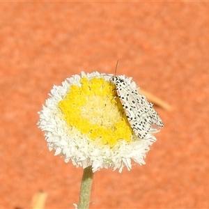 Utetheisa (genus) (A tiger moth) at Birdsville, QLD - 21 Aug 2025 by HelenCross