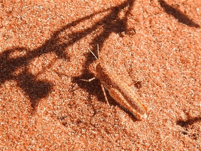 Urnisiella rubropunctata (Long-legged Sandhopper) at Birdsville, QLD - 21 Aug 2025 by HelenCross