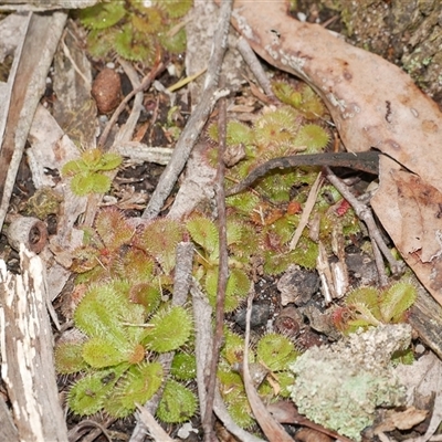 Drosera whittakeri at Gherang, VIC - 4 Sep 2025 by WendyEM