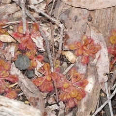Drosera whittakeri at Gherang, VIC - 4 Sep 2025 by WendyEM