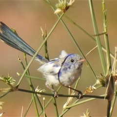 Malurus leucopterus (White-winged Fairywren) at Birdsville, QLD - 21 Aug 2025 by HelenCross