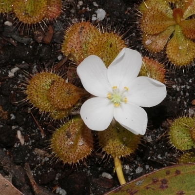 Drosera whittakeri at Gherang, VIC - 4 Sep 2025 by WendyEM