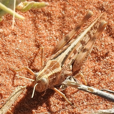 Desertaria sp. (genus) (Grasshopper) at Birdsville, QLD - 21 Aug 2025 by HelenCross