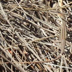 Diporiphora winneckei (Canegrass Dragon) at Birdsville, QLD - 21 Aug 2025 by HelenCross
