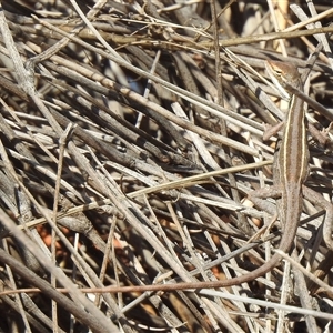 Diporiphora winneckei (Canegrass Dragon) at Birdsville, QLD - 21 Aug 2025 by HelenCross