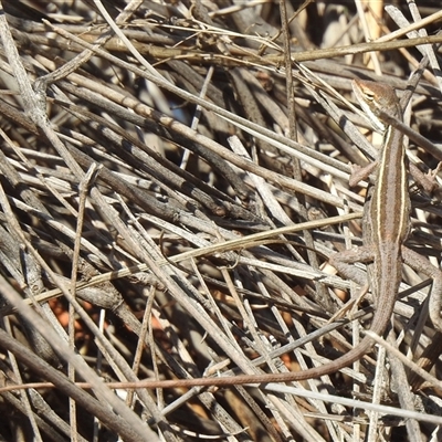Diporiphora winneckei (Canegrass Dragon) at Birdsville, QLD - 21 Aug 2025 by HelenCross