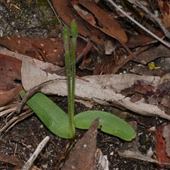 Glossodia major (Wax Lip Orchid) at Gherang, VIC - 4 Sep 2025 by WendyEM