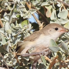 Malurus leucopterus (White-winged Fairywren) at Birdsville, QLD - 21 Aug 2025 by HelenCross