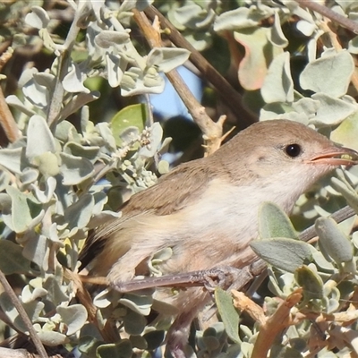 Malurus leucopterus (White-winged Fairywren) at Birdsville, QLD - 21 Aug 2025 by HelenCross
