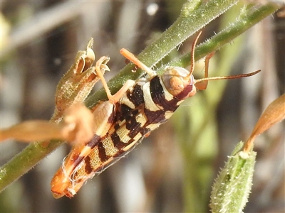 Stropis maculosa (Leopard Grasshopper) at Birdsville, QLD - 21 Aug 2025 by HelenCross