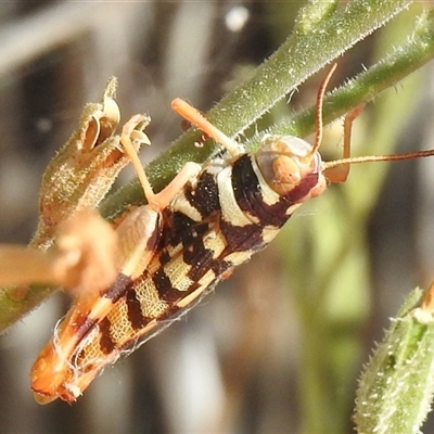 Stropis maculosa (Leopard Grasshopper) at Birdsville, QLD - 21 Aug 2025 by HelenCross