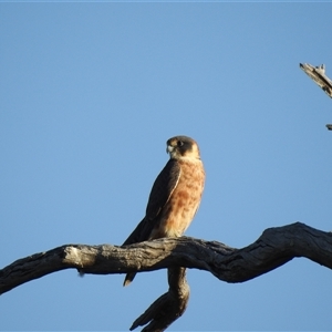 Falco longipennis (Australian Hobby) at Birdsville, QLD - 21 Aug 2025 by HelenCross