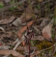 Acianthus caudatus (Mayfly Orchid) at Gherang, VIC - 4 Sep 2025 by WendyEM