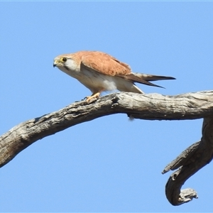 Falco cenchroides (Nankeen Kestrel) at Birdsville, QLD - 21 Aug 2025 by HelenCross