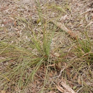 Xanthorrhoea australis at Gherang, VIC - 4 Sep 2025 by WendyEM