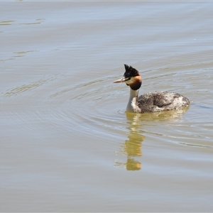 Podiceps cristatus (Great Crested Grebe) at Birdsville, QLD - 21 Aug 2025 by HelenCross