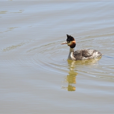 Podiceps cristatus (Great Crested Grebe) at Birdsville, QLD - 21 Aug 2025 by HelenCross