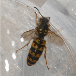Vespula germanica (European Wasp, German Yellowjacket Wasp) at Freshwater Creek, VIC - 5 Sep 2025 by WendyEM
