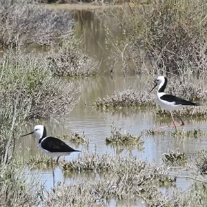 Himantopus leucocephalus (Pied Stilt) at Birdsville, QLD - 21 Aug 2025 by HelenCross