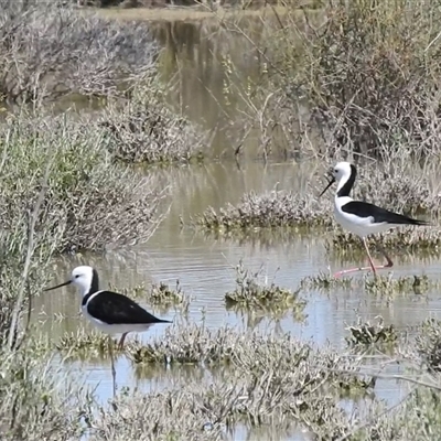 Himantopus leucocephalus (Pied Stilt) at Birdsville, QLD - 21 Aug 2025 by HelenCross