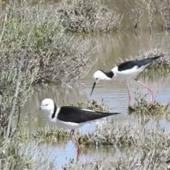 Himantopus leucocephalus at Birdsville, QLD - 21 Aug 2025 12:15 PM