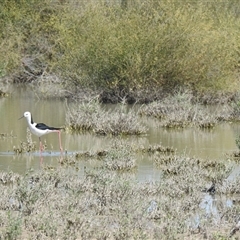 Himantopus leucocephalus at Birdsville, QLD - 21 Aug 2025 12:15 PM